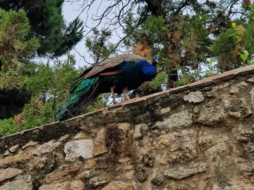 Pfau auf der Burgmauer