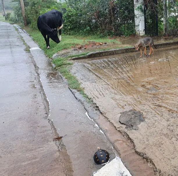 Kuh, Hund, Schildkröte