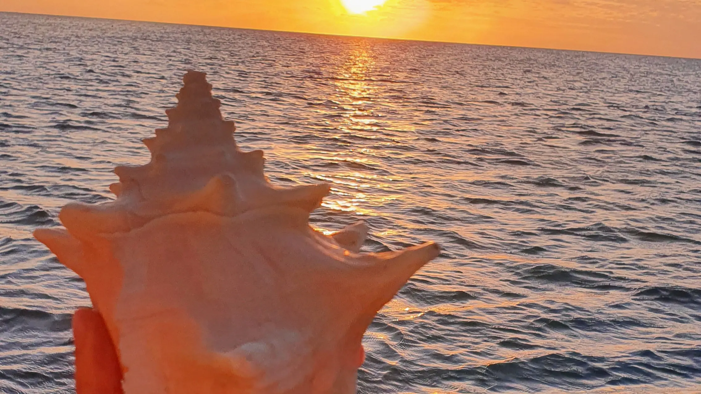 Schneckengehäuse mit Sonnenuntergang