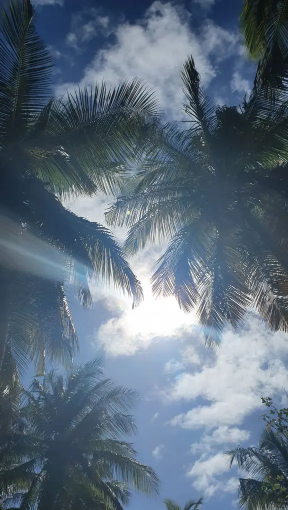 Palmen, Sonne, Himmel