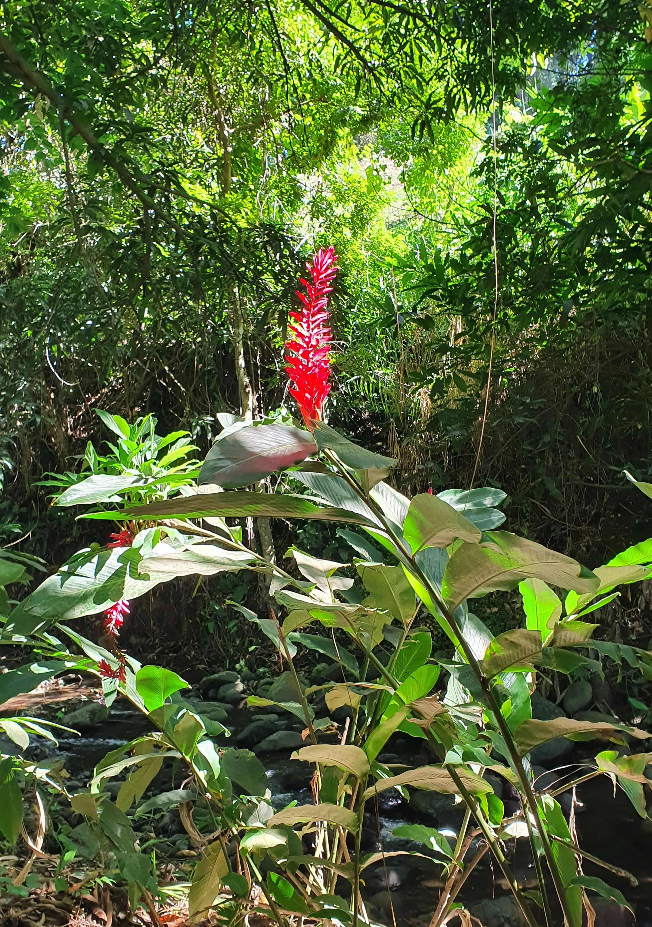 Schöne Blüte