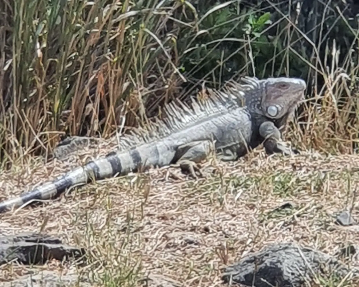 Leguan am Wegesrand