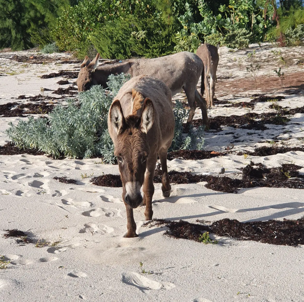 Eselgruppe am Strand