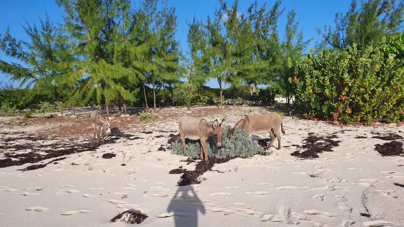 Esel am Strand mit Schatten