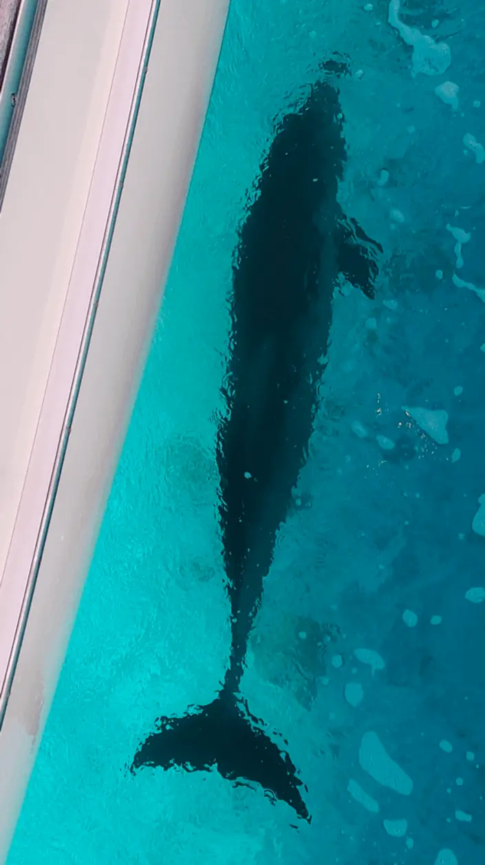 Delfin unter dem Boot