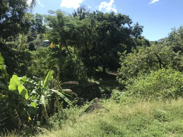 Üppige Vegetation