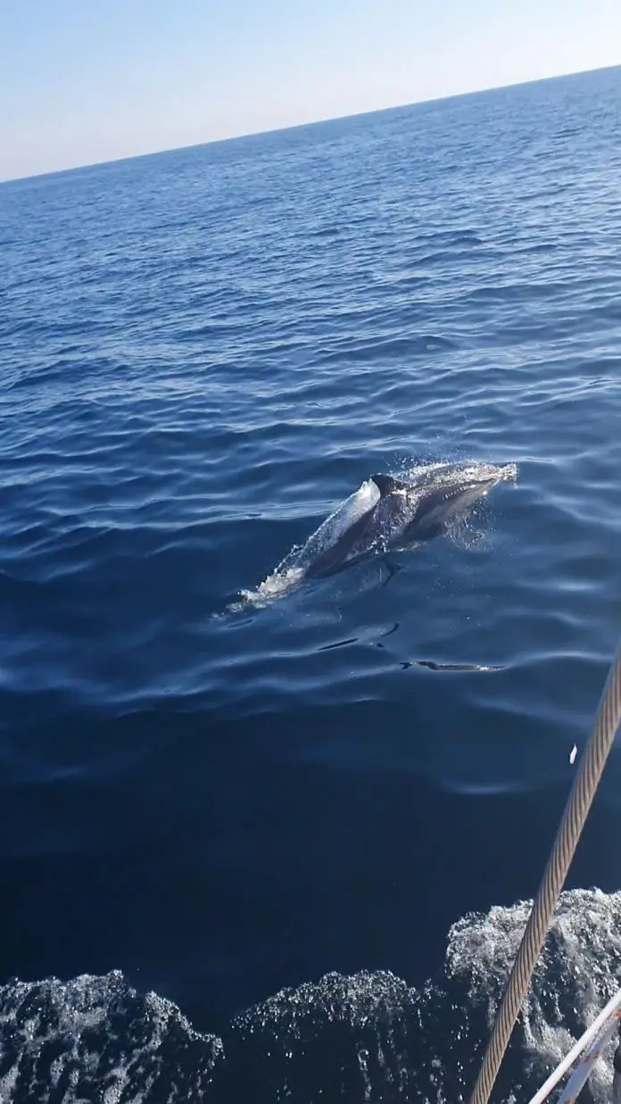 Delphin bei der Ile d'Ouessant