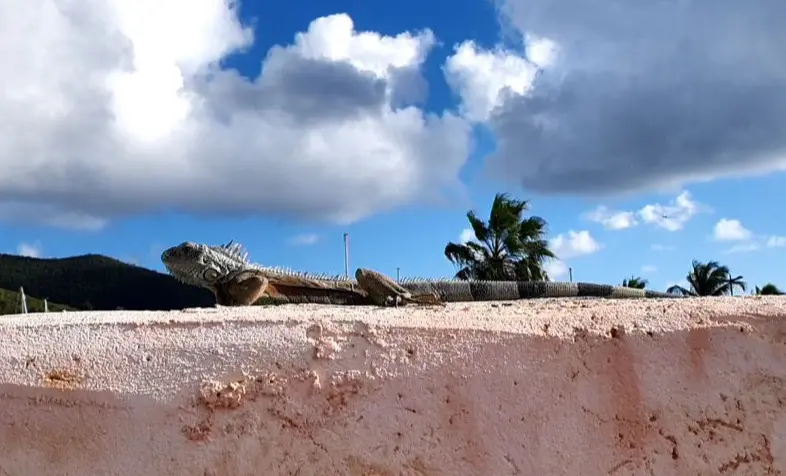 Leguan auf der Mauer auf der Lauer